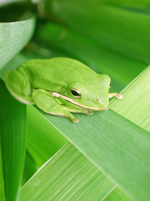 Time Management: Eat the Frog First